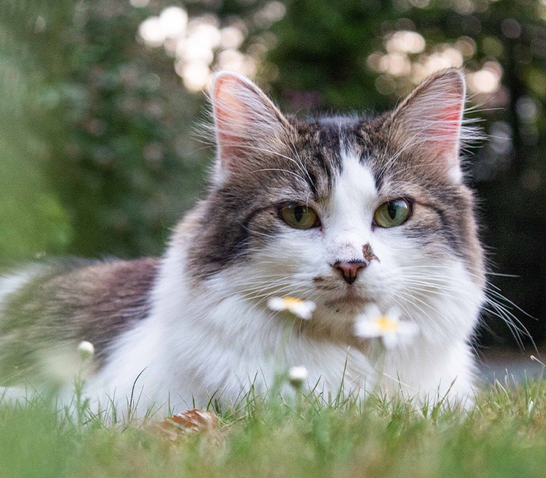 Chat avec des fleurs, couché dans le gazon