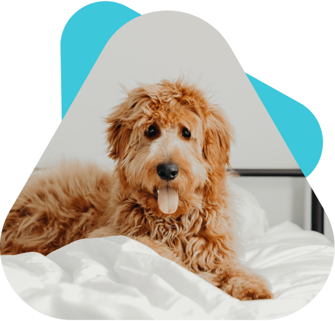 Chien assis sur une couverture qui se fait flatter