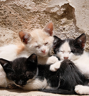 Groupe de chatons qui se blottissent