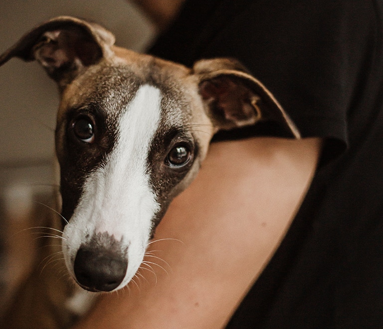 Chien fixe la caméra pendant qu'il est dans les bras de son maître