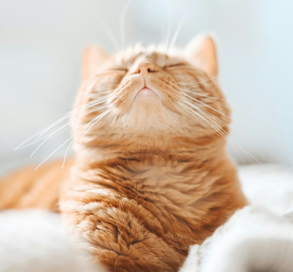 chat roux qui dort