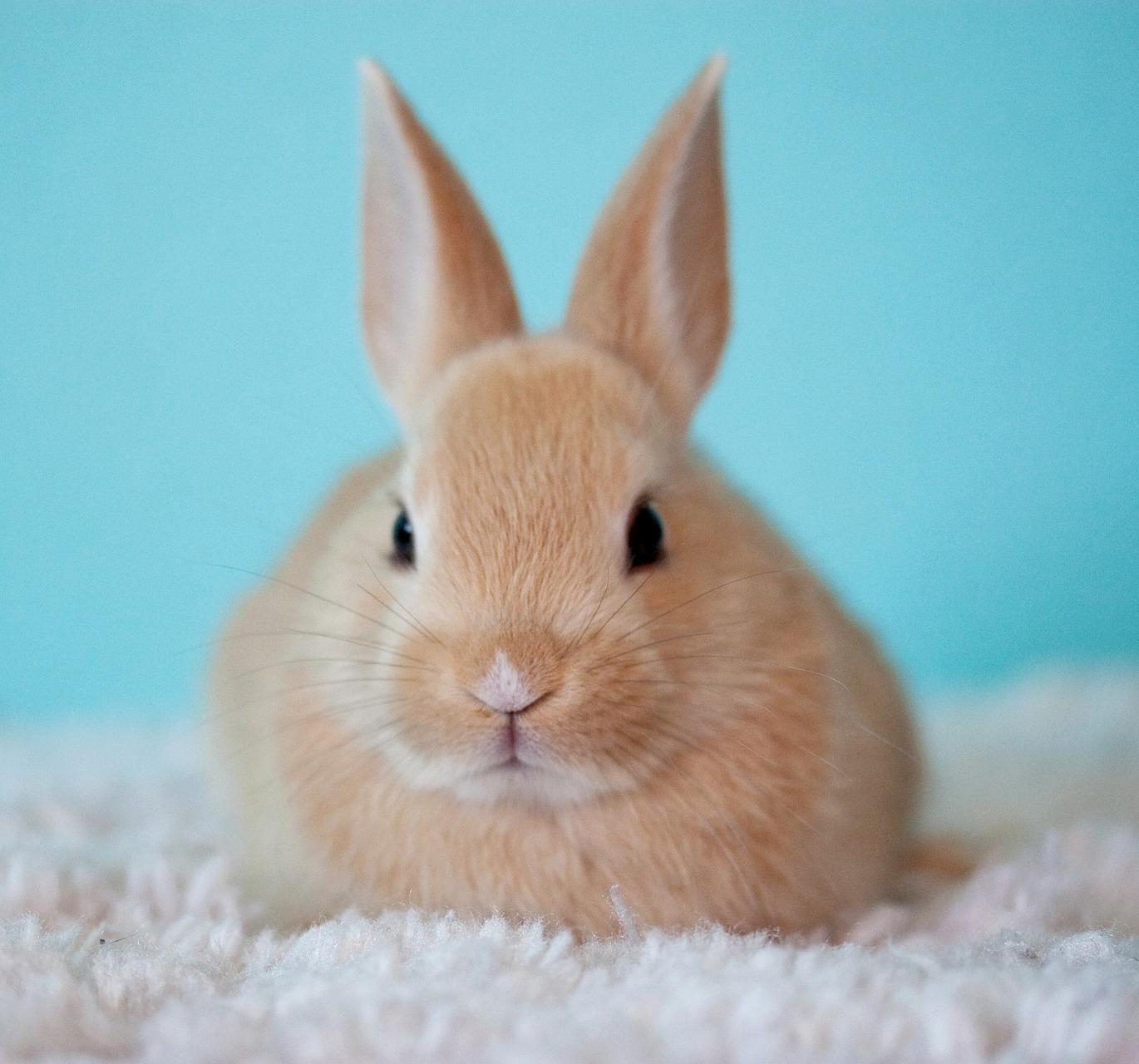 petit lapin roux sur fond bleu