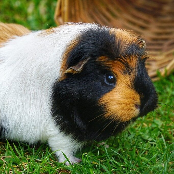 cochon d'Inde