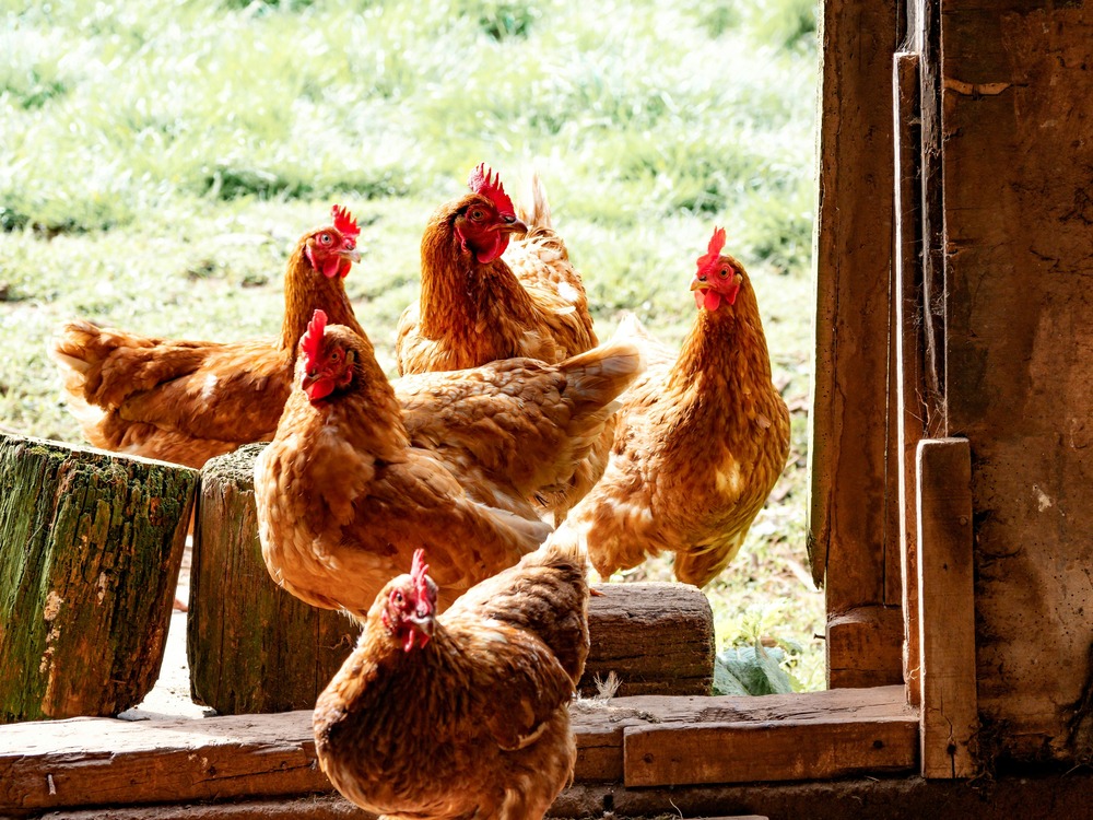 poules dans une ferme