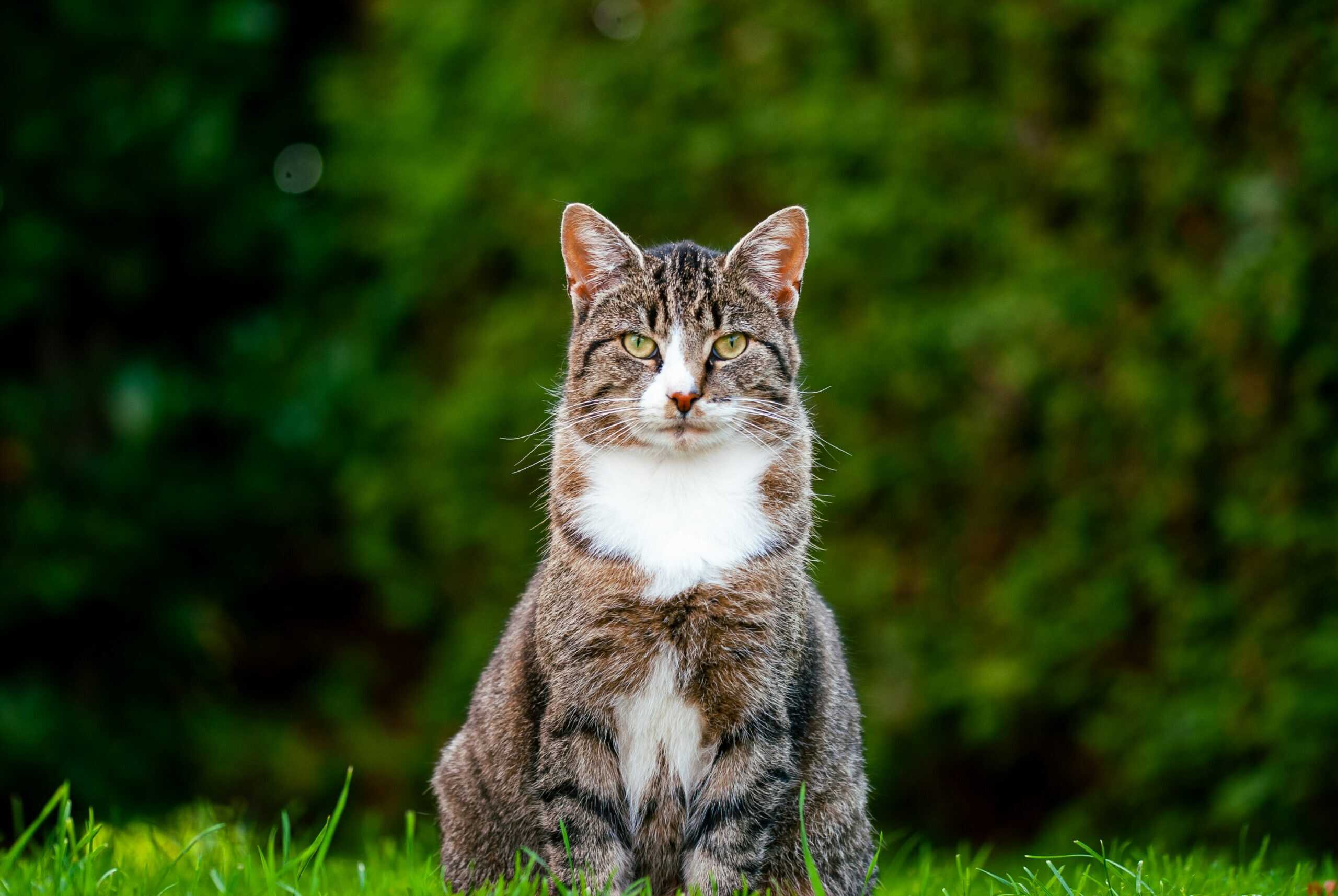 chat dehors