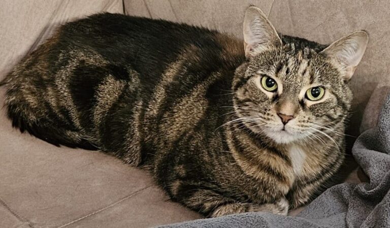 Mia-ow